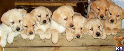 Puppies in MD