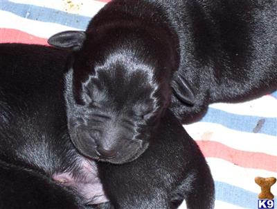 Puppies in Germantown