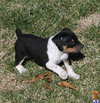 Dogs - Rat Terrier