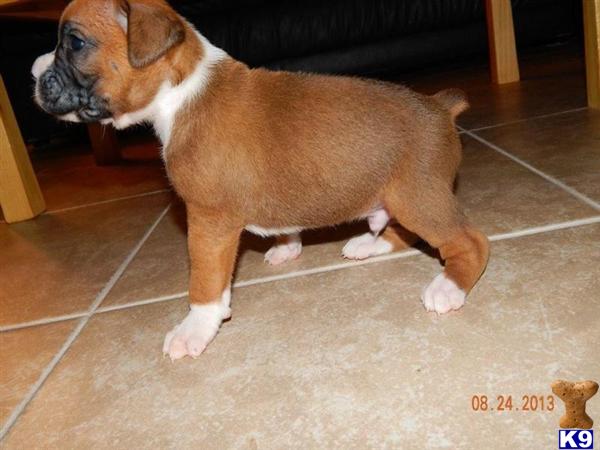 boxer puppies florida hoobly boxer puppies for sale south florida breeds picture boxer puppies florida hoobly boxer puppies for sale south florida breeds picture