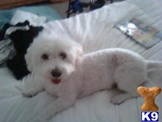 Stud Dogs - Bichon Frise