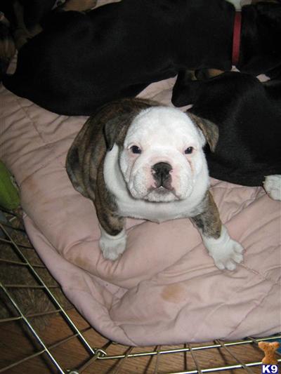 Puppies in KY