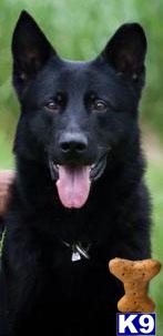 Stud Dogs in KY