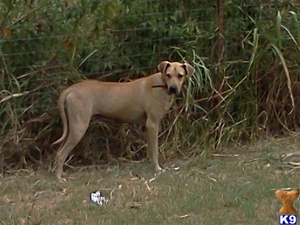 Dogs - Great Dane