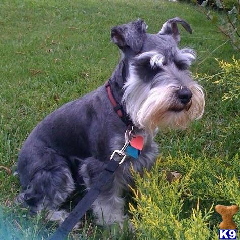 Stud Dogs - Miniature Schnauzer