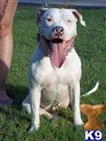 American Staffordshire Terrier