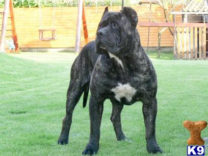 Presa Canario Puppies