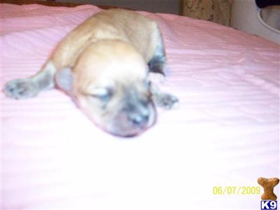 Havanese Puppies for Sale