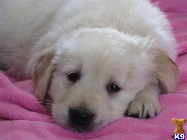 golden retriever breeder indiana golden retriever breeders in northwest indiana breeds picture golden retriever breeder indiana golden retriever breeders in northwest indiana breeds picture