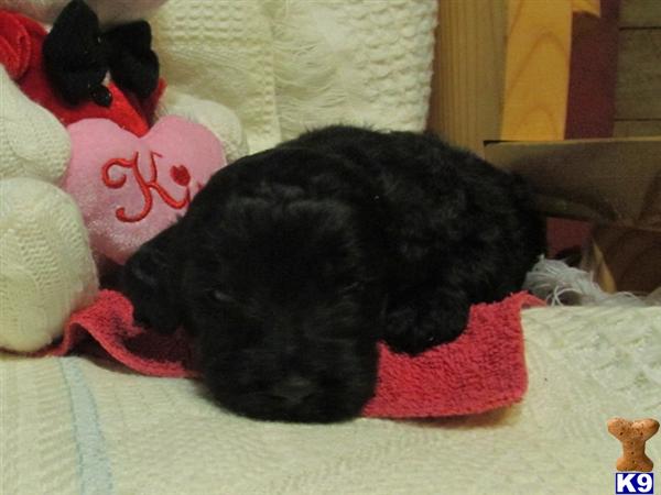 goldendoodle puppies kentucky goldendoodle puppies for sale in ky www proteckmachinery goldendoodle puppies kentucky goldendoodle puppies for sale in ky www proteckmachinery