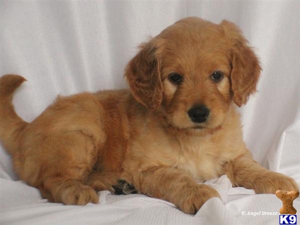 goldendoodle puppies kentucky document moved goldendoodle puppies kentucky document moved