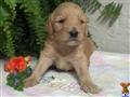 Goldendoodles