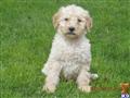 Goldendoodles