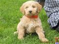 Goldendoodles