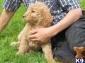 Goldendoodles
