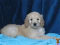 Goldendoodles