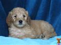 Goldendoodles