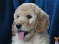 Goldendoodles