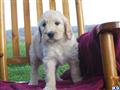 Goldendoodles