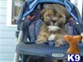 Lhasa Apso