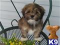 Lhasa Apso