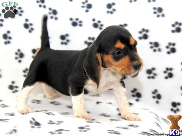 puppies for 100 dollars redbone coonhound puppies for sale redbone coonhound breeders models picture puppies for 100 dollars redbone coonhound puppies for sale redbone coonhound breeders models picture