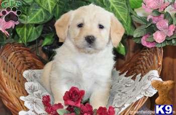 Labradoodle Puppies
