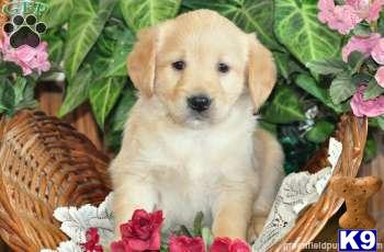Labradoodle Puppies