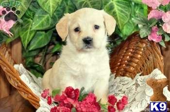 Labradoodle Puppies