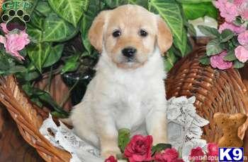Labradoodle Puppies