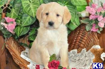 Labradoodle Puppies