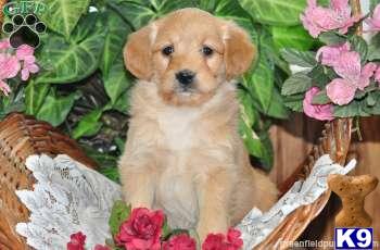 Labradoodle Puppies