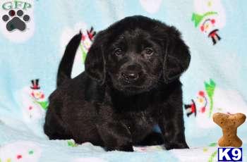 Labradoodle Puppies