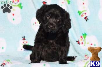 Labradoodle Puppies
