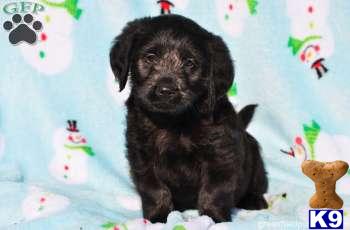 Labradoodle Puppies