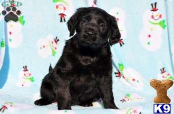 Labradoodle Puppies