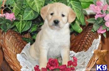 Labradoodle Puppies