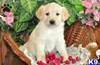 Labradoodle Puppies