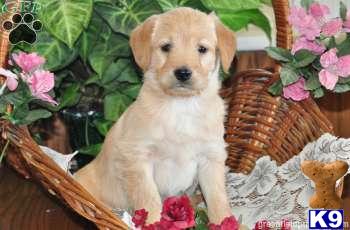 Labradoodle Puppies