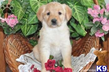 Labradoodle Puppies