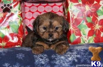 Puppies in PA