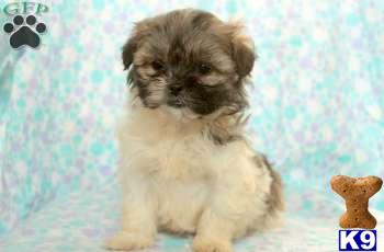 Mixed Breed Puppies
