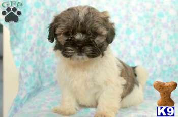 Puppies in PA