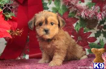 Puppies in PA