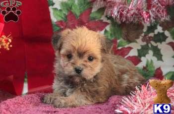 Puppies in PA