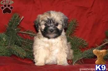 Puppies in PA