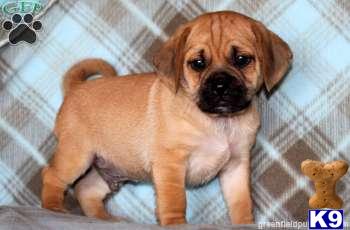 Mixed Breed Puppies
