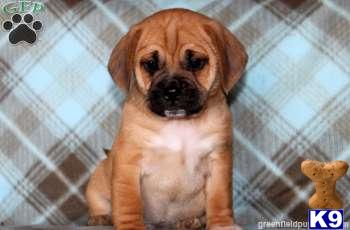Puppies in PA