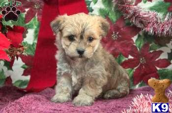 Puppies in PA