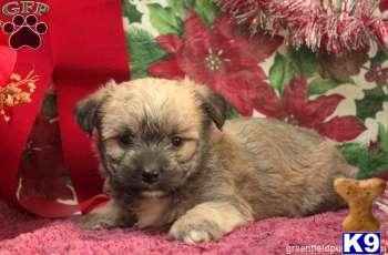 Mixed Breed Puppies